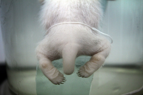 A preserved baby giant panda in a museum at the Giant Panda Breeding Centre in Chengdu, China in 2001. (Sean Gallagher)  