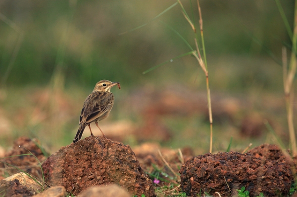 A wood lark perches on a rock with its prey between its beak in Sirudavoor, India on January 9, 2013. (VinothChandar/Flickr)