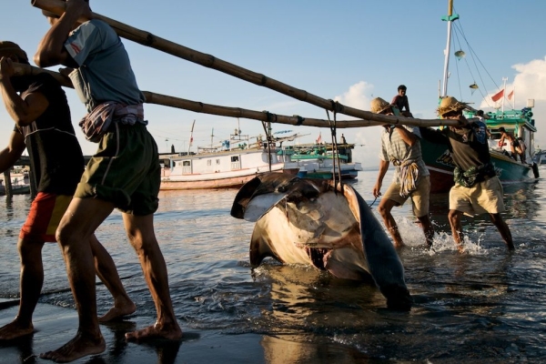 Fishermen haul the body of a Mobula tarapacana ) or Chilean devil ray, a threatened species) to market in Lombok, Indonesia in January 2010. (Shawn Heinrichs/Blue Sphere Media)