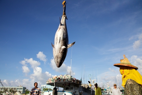 Endangered Blue Fin tuna hoisted from a longline boat in Kaohsiung, Taiwan in June 2011. (Shawn Heinrichs/Blue Sphere Media)