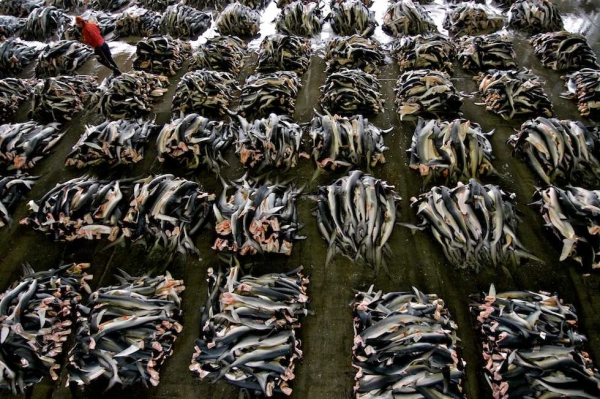 Bodies of thousands of blue sharks landed in one port in a single day in Kesennuma, Japan in June 2010. (Shawn Heinrichs/Blue Sphere Media)