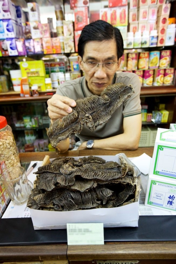 A traditional Chinese medicine store owner offers manta ray gills for sale in Singapore in April 2011. (Shawn Heinrichs/Blue Sphere Media)a