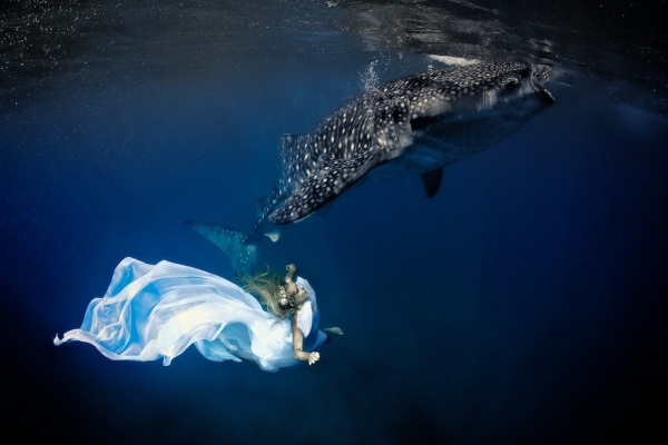 Underwater model Hannah Fraser poses in long flowing fabrics with a whale shark in Oslob, Philippines in November 2012. (Shawn Heinrichs/Blue Sphere Media)