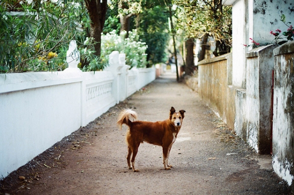 A dog pauses on a lonely path to pose for the camera in Goa, India on January 31, 2013. (katya_alagic/Flickr)