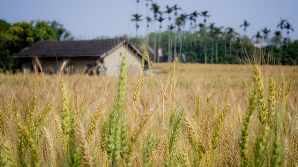 A house sits peacefully amidst a field of grains surrounded by greenery in Taichung, Taiwan on March 5, 2013. (*嘟嘟嘟*/Flickr)