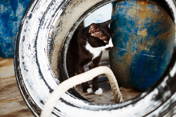 A cat quietly watches hidden between a barrel and a wheel in Koh Chang, Thailand on March 18, 2013. (mr. Wood/Flickr)