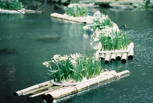 White blooms stand neatly on floating bamboo rafts in Taipei City, Taiwan on April 1, 2013. (billlushana1/Flickr)