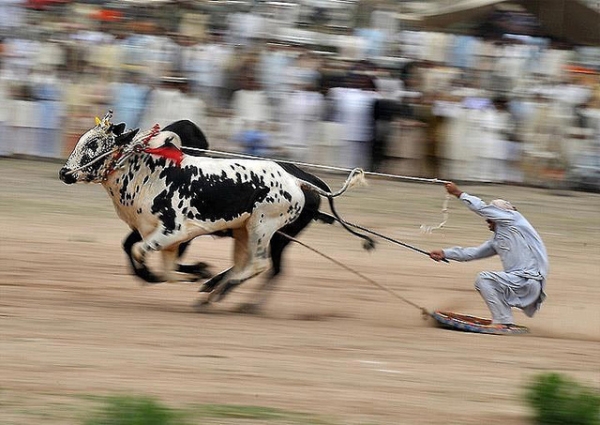 A man races bulls past a large crowd of onlookers in Punjab, Pakistan on April 2, 2013. (junaidrao/Flickr)