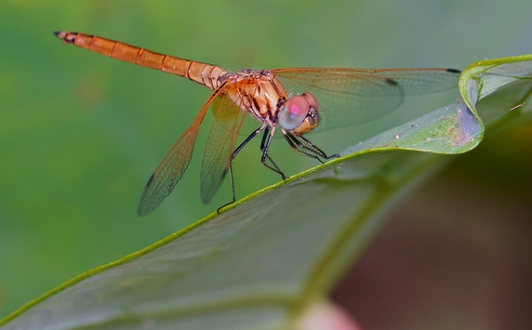 A dragonfly sits on a vibrant green leaf in Prachuap Khiri Khan, Thailand on April 7, 2013. (Troup1/Flickr)