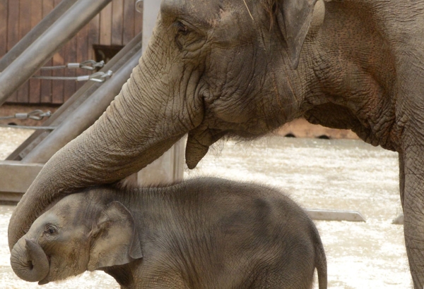 44-year-old Johti plays with her baby daughter at Ostrava's Zoo in the Czech Republic on May 31, 2011. Elephants can live up to 80 years in captivity and can reproduce until they are well into their 40s. (Joe Klamar/AFP/Getty Images)