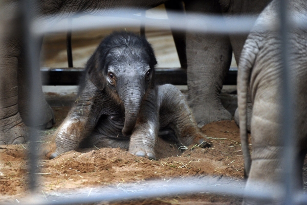 One-day-old baby Jamilah at Chester Zoo, in Chester, England, on January 24, 2011. Because the gestation period for elephants is nearly two years, babies are born already able to stand and walk, though gaining full control of their feet and wiggly trunks can take up to nine months. (Paul Ellis/AFP/Getty Images)