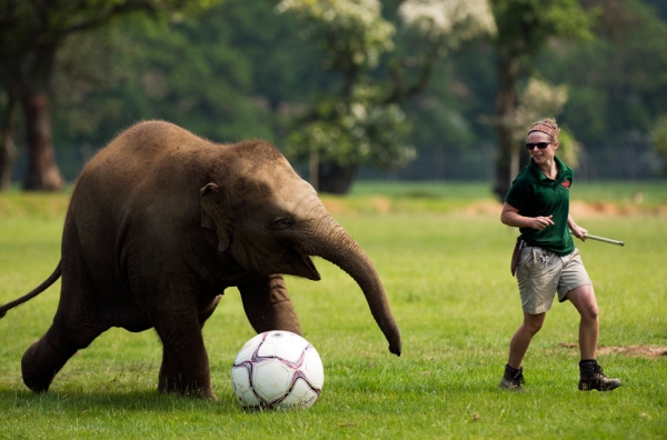 Donna, a two-year-old resident of Whipsnade Zoo near Dunstable, England, plays soccer with a keeper on May 28, 2012. (Adrian Dennis/AFP/GettyImages)