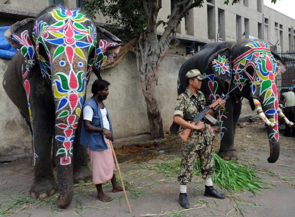 An Indian Border Security Guard stands near two elephants, freshly painted in anticipation of an annual festival, in Ahmedabad on June 23, 2009. (Sam Panthaky/AFP/Getty Images)