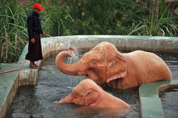 A caretaker bathes white elephants on March 26, 2012 in Naypyidaw, Myanmar. White elephants owe their pink hue to albinism, and their rarity makes them such prized possessions that wars have been fought over them. (Soe Than Win/AFP/Getty Images)