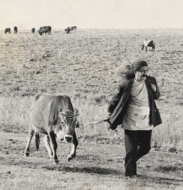 The Cow (Dariush Mehrjui, 1969) launches Asia Society's Iranian New Wave retrospective in New York on November 2, 2013. 