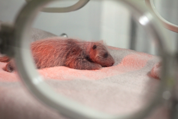 A one-week old giant panda in an incubator at the Giant Panda Breeding Centre in Chengdu, China in 2011. (Sean Gallagher)