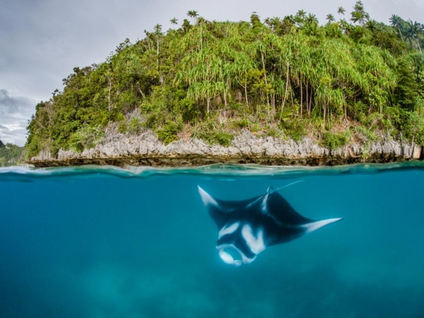 A baby manta ray swims in Raja Ampat, Indonesia, home to both Reef and Oceanic species of mantas. (Shawn Heinrichs for WildAid/Conservation International)