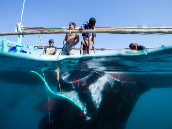 An Oceanic manta ray speared and dragged up to a hunting boat in Lamakera, Indonesia. In the past decade, manta rays have been increasingly targeted in Indonesia. (Shawn Heinrichs for WildAid/Conservation International)