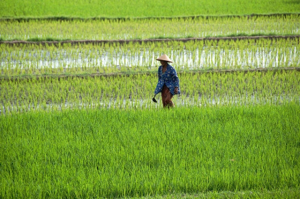 A farmer strolls through a bright green field of rice in Yogyakarta, Indonesia on March 6, 2014. (Etienne Girardet/Flickr)