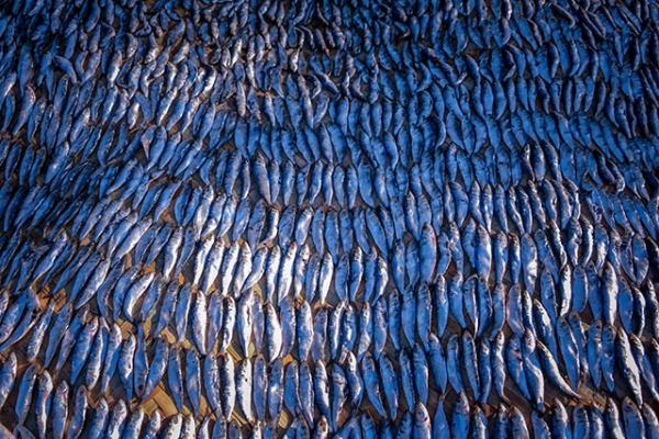 Rows of fish are neatly organized to dry in the sun in San Joaquin, Iloilo, Philippines on May 2, 2014. (Eduardo S. Seastres)