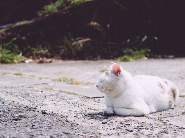 A cat relaxes in the sun in Ishinomaki-shi, Miyagi Prefecture, Japan on April 18, 2014. (かがみ～/Flickr)