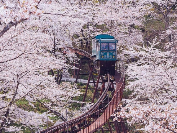 A slope car makes its way down a trail of cherry blossoms from the top of a hill in Funaoka Castle Ruin Park, Japan on April 17, 2014. (かがみ～/Flickr)
