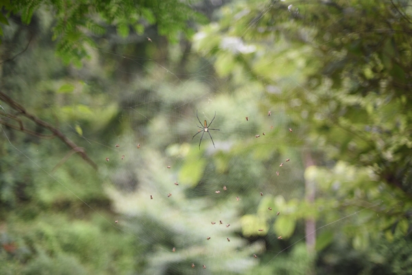 A spider makes its web along the Rangcha trail, near the Bimire wetlands. (Nirman Shrestha)