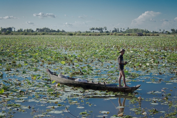 A man rows his way through a lotus flower lake in Phnom Krom, Cambodia on October 2, 2014. (Photasia/Flickr)