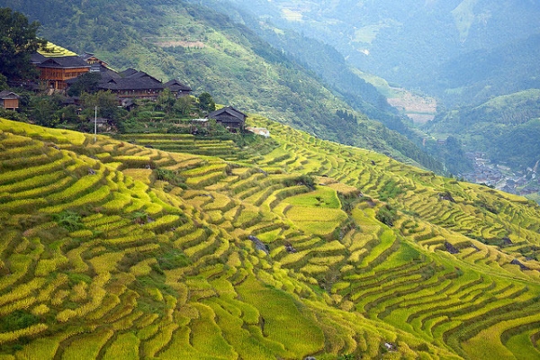 Sloping rice terraces take on different shades of green in Guangxi, China on September 25, 2014. (Dmitry Shakin/Flickr)