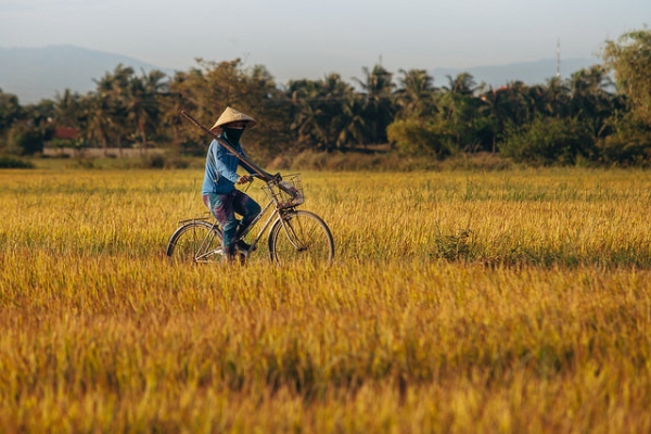 A man rides his bike across a field full of golden crops in Nha Trang, Vietnam on August 9, 2014. (Hải Trình/Flickr)