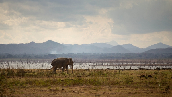 An elephant walks in solitude across grassy terrain in Sri Lanka on August 13, 2014. (kevin/Flickr)