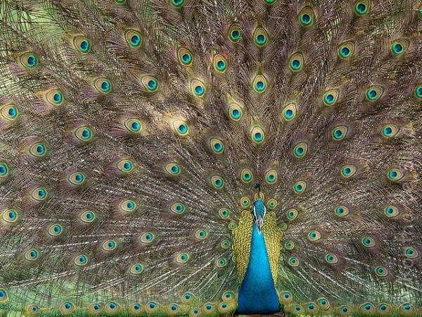 A peacock splays out its intricately patterned feathers in Sri Lanka on November 6, 2014. (Kolitha de Silva/Flickr)