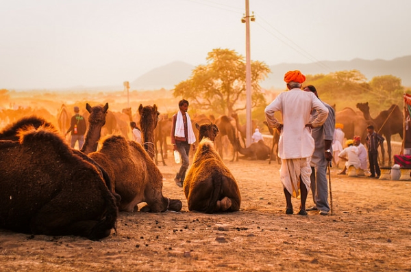 Camel keepers congregate at the Pushkar Camel Fair in Rajasthan, India on November 3, 2014. (Sven Van Echelpoel/Flickr)