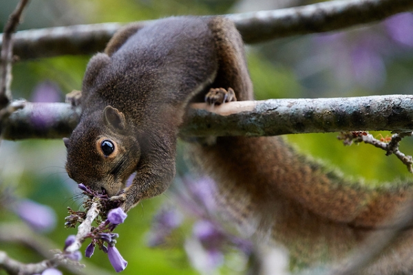 A plaintain squirrel balances itself between two branches and bends down to smell purple flowers at the Singapore Botanic Gardens on January 1, 2015. (Melvin Yap/Flickr)