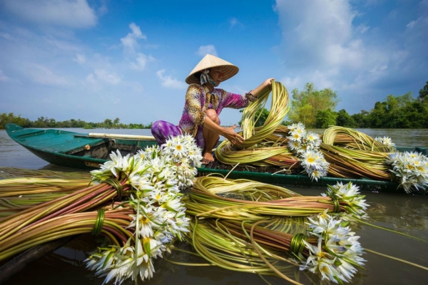 A woman collects water lilies in Chau Doc, Mekong Delta, Vietnam. Photograph by Nhiem Hoang. (Smithsonian.com)
