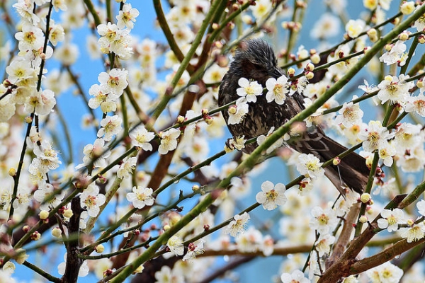 A brown-eared Bulbul sucks nectar from the apricot blossoms in Yokohama-shi, Japan on March 1, 2015. (Toshihiro Gamo/Flickr)