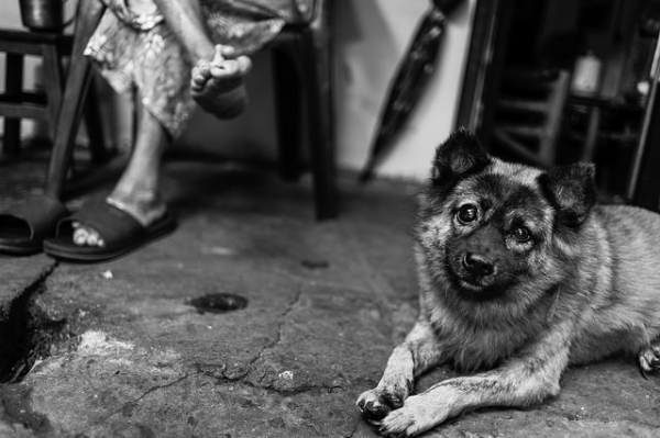 A puppy looks up beguilingly at the camera in Ho Chi Minh City, Vietnam on February 23, 2015. (Ciao Ho/Flickr)