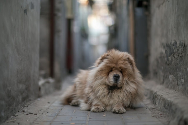 A beige chow chow dog poses for the camera in an alleyway in Beijing, China on March 22, 2015. (Jens Schott Knudsen/Flickr)