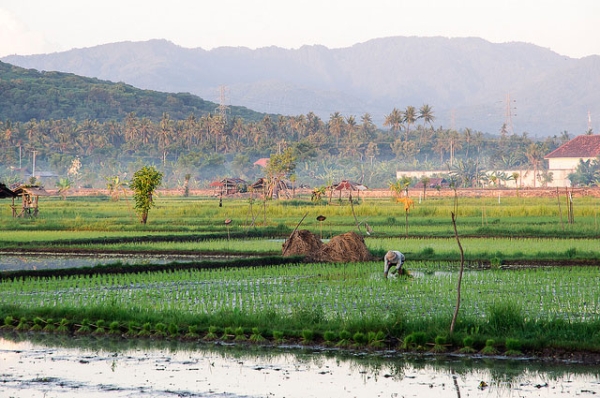 A farmer works in lush paddy fields in Bali, Indonesia on April 30, 2015. (Fazia/Flickr)