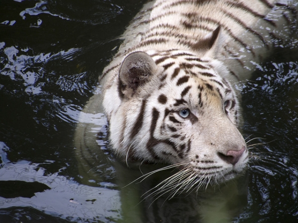 A tiger is photographed taking a swim at the Singapore Zoo on August 1, 2015. (cactusbeetroot/Flickr)