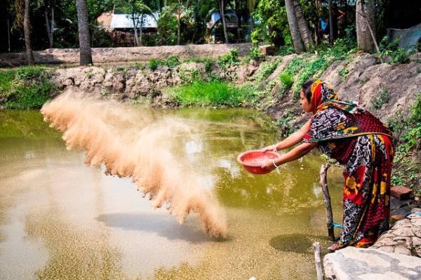 A farmer feeds the fish in her pond in Bagerhat, Bangladesh on May 30, 2015. (Md Masudur Rahaman/Flickr)