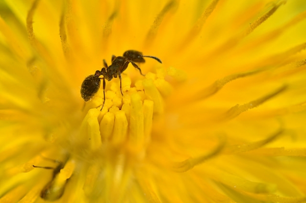 An ant makes it's way through the vibrant yellow stamens of a dandelion in Christchurch, New Zealand on September 29, 2015. (Yani Dubin/Flickr)