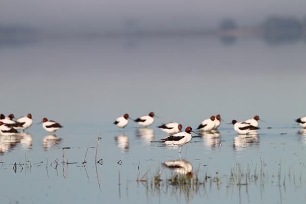 A red-necked avocet rests a distance away from it's flock in the water in Victoria, Australia on September 27, 2015. (Ed Dunens/Flickr)