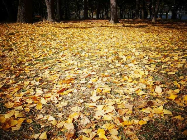 Yellow leaves blanket the ground in Namiseom Island, South Korea on October 25, 2015. (Sabrinadai/Flickr)