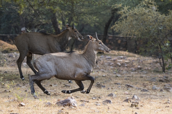 Two Asian antelopes, known as nilgai, gallop through Ranthambore National Park in Sawai Madhopur, India on October 22, 2015. (Srikaanth Sekar/Flickr)