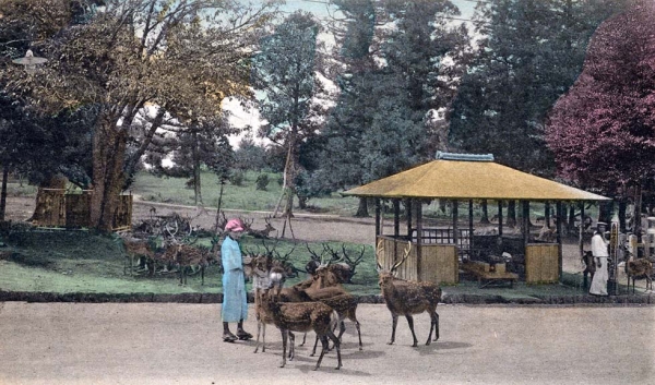 "Nara Park, Nara." 1901-1907. (New York Public Library)