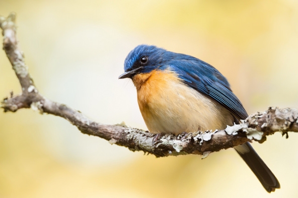 Tickell's blue flycatcher — a small bird with blue feathers — perched on a branch in Karnataka, India on February 6, 2016. (ruben alexander/Flickr)