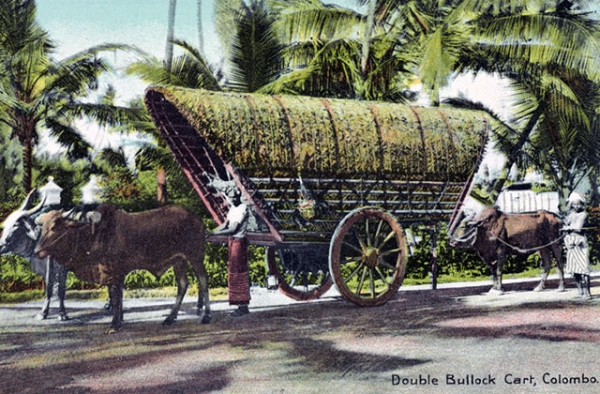 "Double bullock cart, Colombo." (A.W.A. Plâté & Co./New York Public Library)