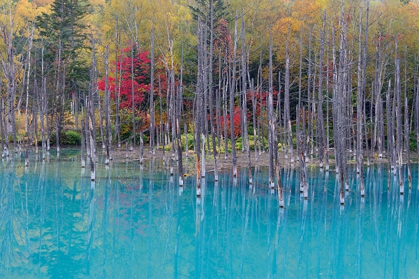 "Blue Pond and Autumnal Leaves in October." (Kent Shiraishi)