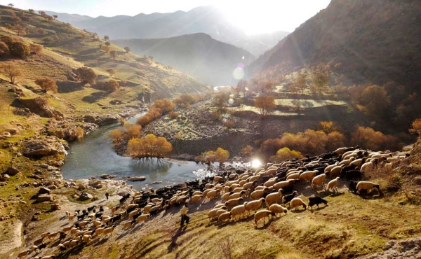 Most families in the village own a small group of sheep, sometimes as few as three. In the morning children lead their family’s flock down to the river, where two shepherds are tasked with taking the whole village’s sheep out of the valley and up into pasture. (Amos Chapple)
